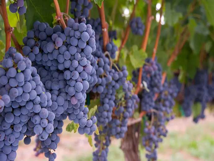 Merlot